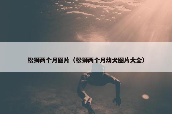 松狮两个月图片（松狮两个月幼犬图片大全）