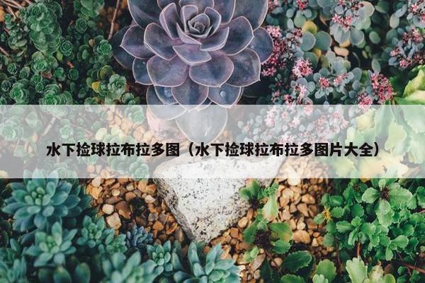 水下捡球拉布拉多图（水下捡球拉布拉多图片大全）