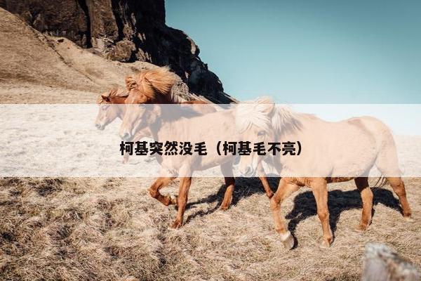 柯基突然没毛（柯基毛不亮）