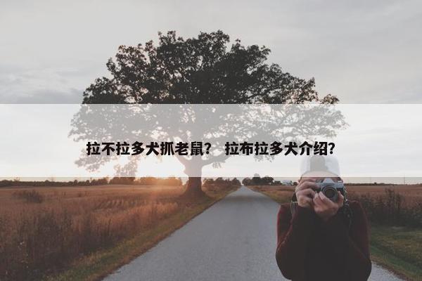 拉不拉多犬抓老鼠？ 拉布拉多犬介绍？