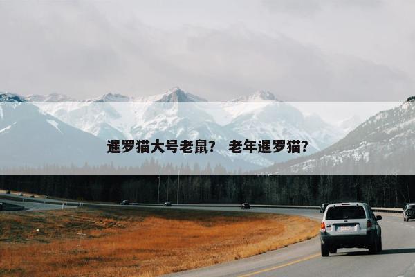 暹罗猫大号老鼠？ 老年暹罗猫？
