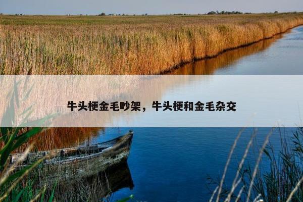 牛头梗金毛吵架，牛头梗和金毛杂交