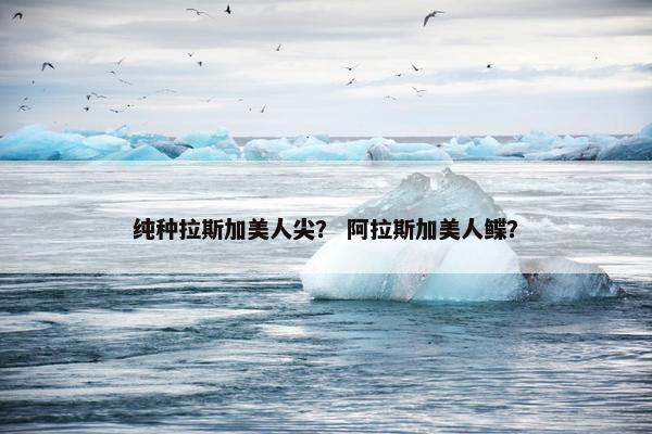 纯种拉斯加美人尖？ 阿拉斯加美人鲽？