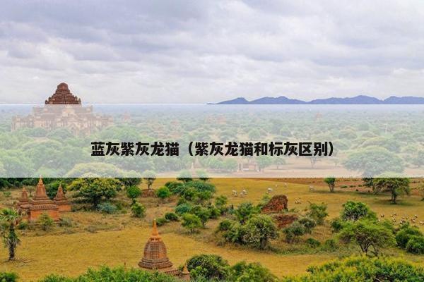 蓝灰紫灰龙猫（紫灰龙猫和标灰区别）