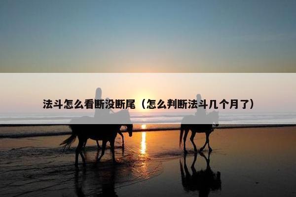 法斗怎么看断没断尾（怎么判断法斗几个月了）
