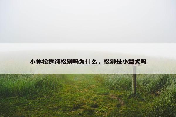 小体松狮纯松狮吗为什么，松狮是小型犬吗