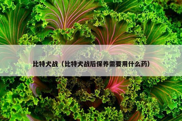 比特犬战（比特犬战后保养需要用什么药）