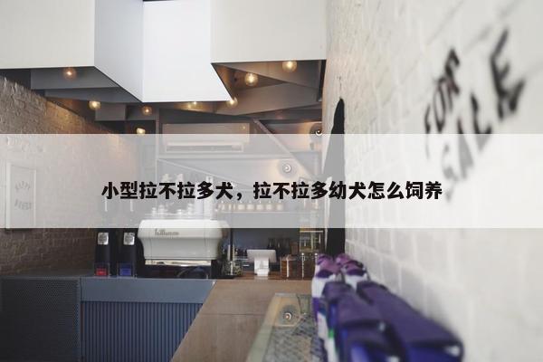 小型拉不拉多犬，拉不拉多幼犬怎么饲养