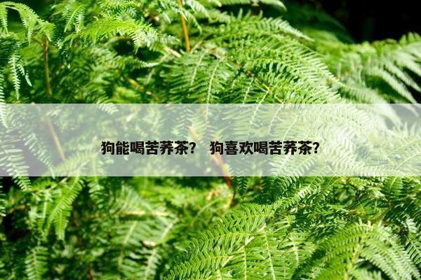 狗能喝苦荞茶？ 狗喜欢喝苦荞茶？