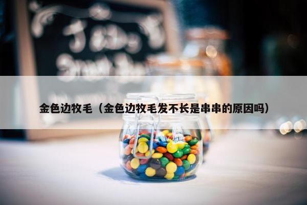 金色边牧毛（金色边牧毛发不长是串串的原因吗）