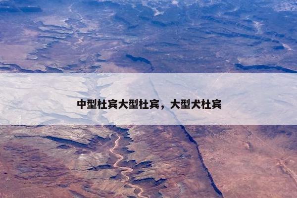 中型杜宾大型杜宾，大型犬杜宾