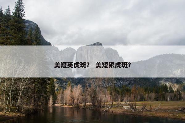 美短英虎斑？ 美短银虎斑？