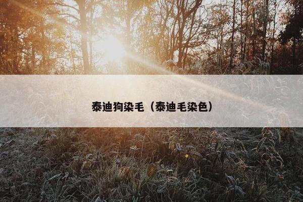 泰迪狗染毛（泰迪毛染色）