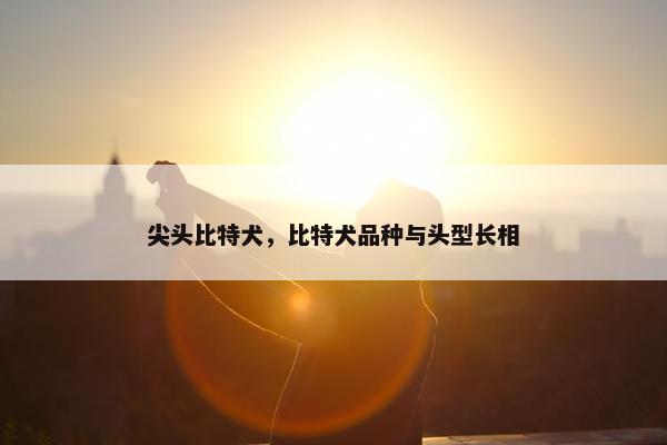 尖头比特犬，比特犬品种与头型长相