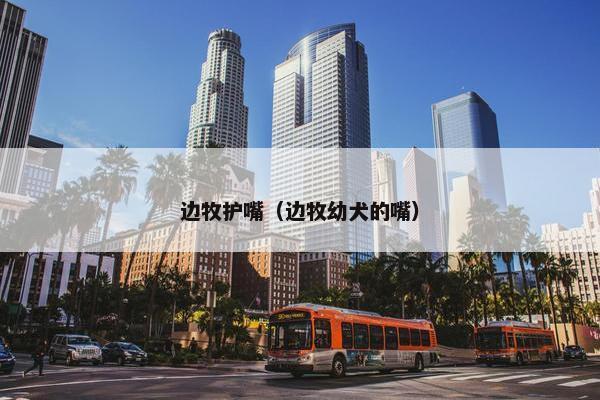 边牧护嘴（边牧幼犬的嘴）