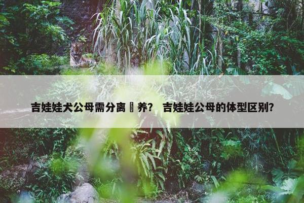 吉娃娃犬公母需分离餵养？ 吉娃娃公母的体型区别？