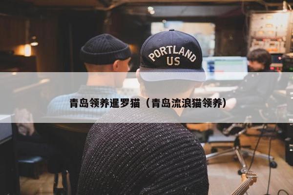 青岛领养暹罗猫（青岛流浪猫领养）
