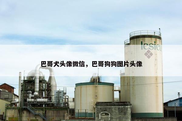 巴哥犬头像微信，巴哥狗狗图片头像