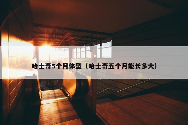 哈士奇5个月体型（哈士奇五个月能长多大）
