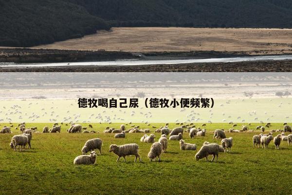 德牧喝自己尿（德牧小便频繁）