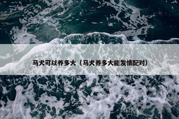 马犬可以养多大（马犬养多大能发情配对）