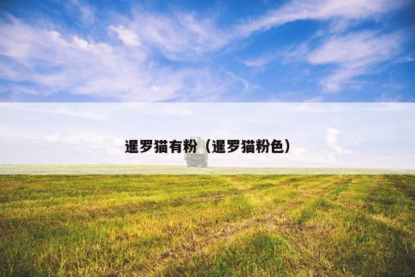 暹罗猫有粉（暹罗猫粉色）