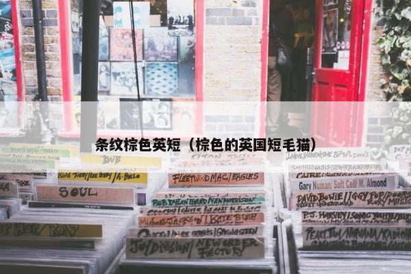 条纹棕色英短（棕色的英国短毛猫）