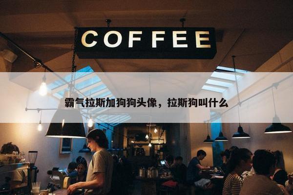霸气拉斯加狗狗头像，拉斯狗叫什么