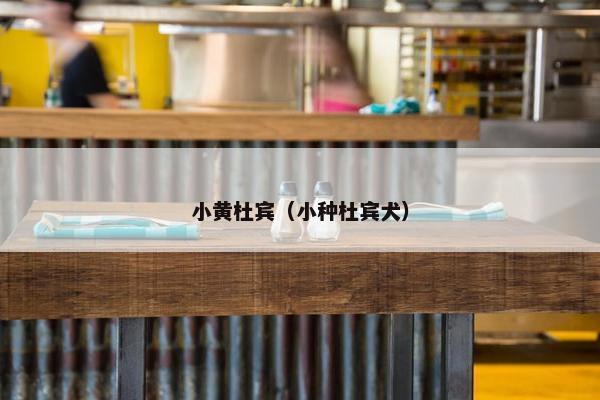 小黄杜宾（小种杜宾犬）