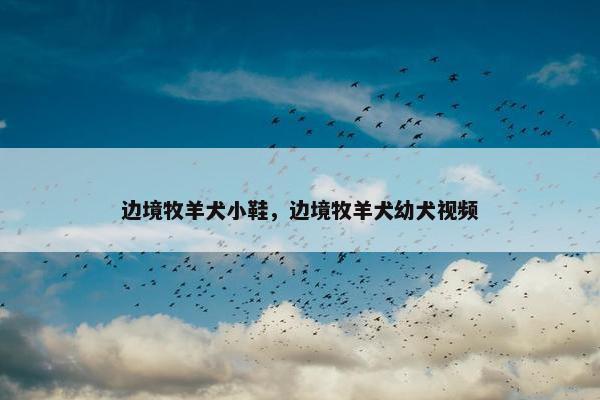 边境牧羊犬小鞋，边境牧羊犬幼犬视频