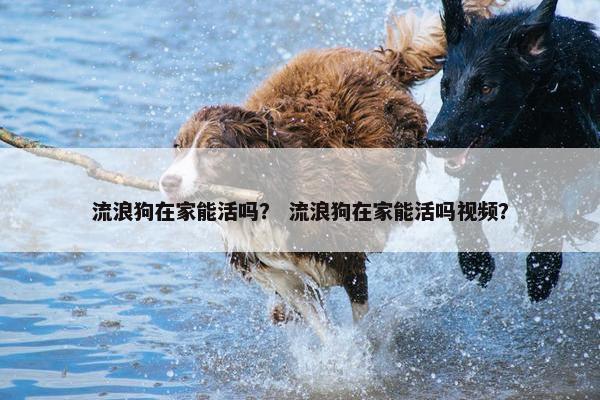 流浪狗在家能活吗？ 流浪狗在家能活吗视频？