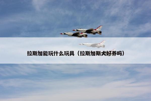 拉斯加能玩什么玩具（拉斯加斯犬好养吗）