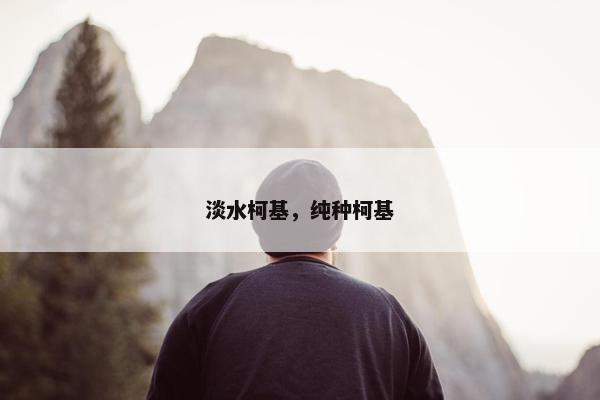 淡水柯基，纯种柯基