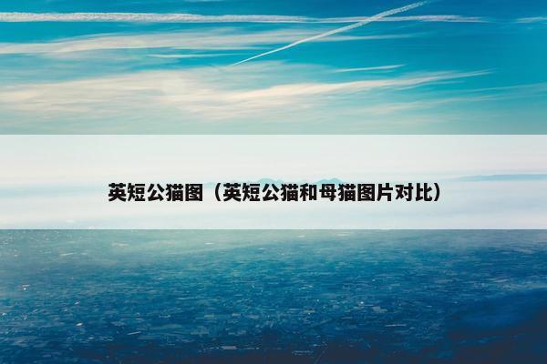 英短公猫图（英短公猫和母猫图片对比）