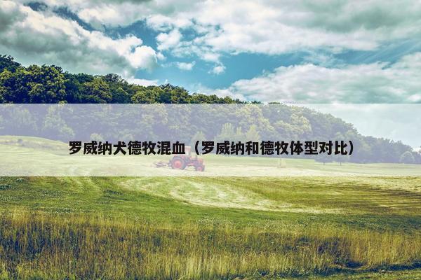 罗威纳犬德牧混血（罗威纳和德牧体型对比）