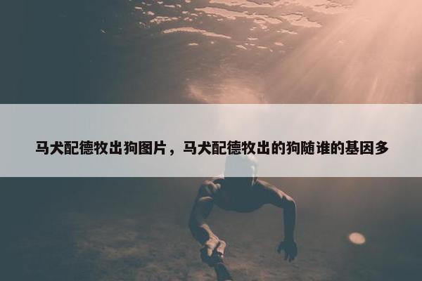 马犬配德牧出狗图片，马犬配德牧出的狗随谁的基因多