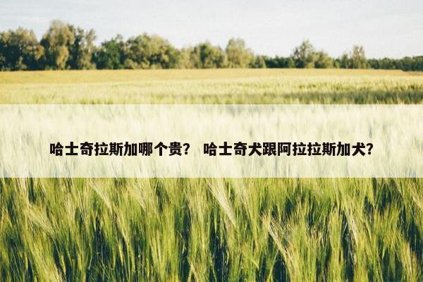 哈士奇拉斯加哪个贵？ 哈士奇犬跟阿拉拉斯加犬？
