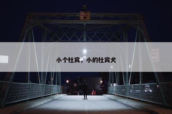 小个杜宾，小的杜宾犬