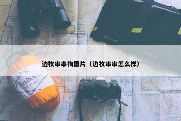 边牧串串狗图片（边牧串串怎么样）