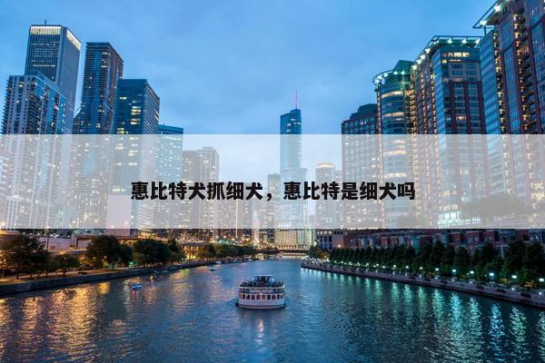 惠比特犬抓细犬，惠比特是细犬吗