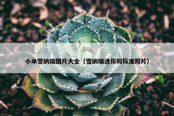 小米雪纳瑞图片大全（雪纳瑞迷你和标准照片）