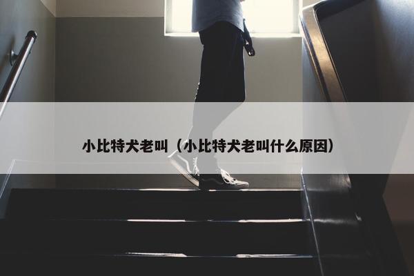 小比特犬老叫（小比特犬老叫什么原因）