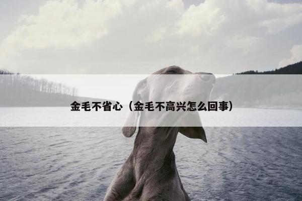 金毛不省心（金毛不高兴怎么回事）