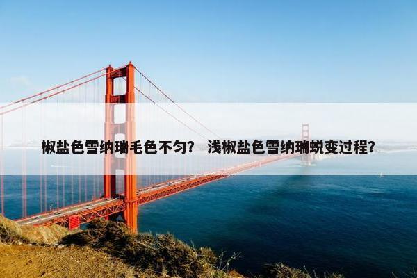 椒盐色雪纳瑞毛色不匀？ 浅椒盐色雪纳瑞蜕变过程？