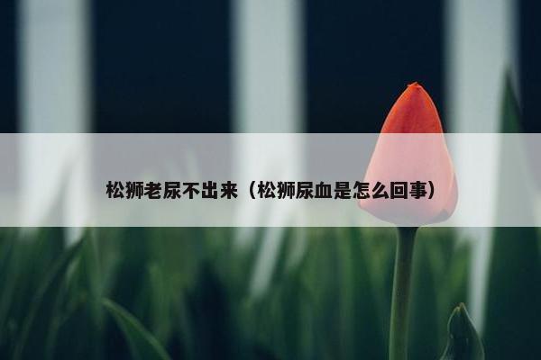 松狮老尿不出来（松狮尿血是怎么回事）
