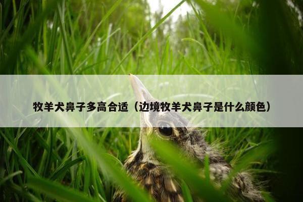 牧羊犬鼻子多高合适（边境牧羊犬鼻子是什么颜色）