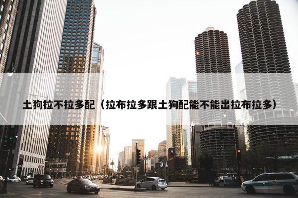 土狗拉不拉多配（拉布拉多跟土狗配能不能出拉布拉多）