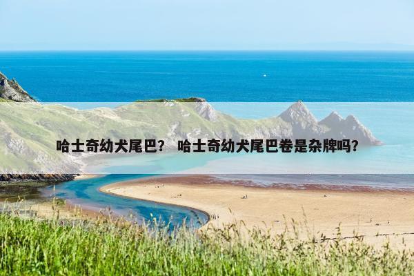 哈士奇幼犬尾巴？ 哈士奇幼犬尾巴卷是杂牌吗？