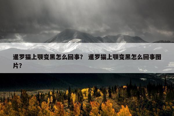 暹罗猫上颚变黑怎么回事？ 暹罗猫上颚变黑怎么回事图片？