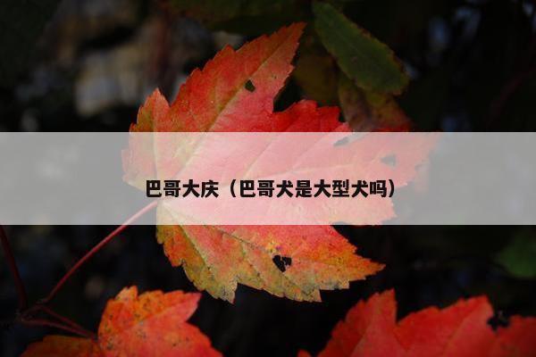 巴哥大庆（巴哥犬是大型犬吗）
